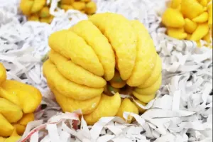 Drzewo cytrusowe pochodzenia chińskiego