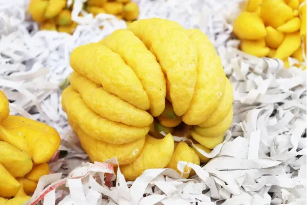 Drzewo cytrusowe pochodzenia chińskiego